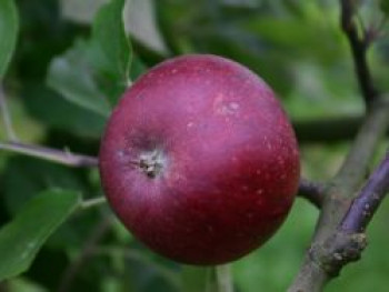 Herbstapfel &#8218;Ingrid Marie&#8216;, Stamm 40-60 cm, 120-160 cm, Malus &#8218;Ingrid Marie&#8216;, Containerware