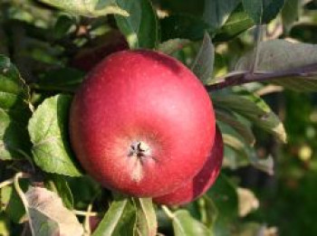 Herbstapfel &#8218;Ingrid Marie Typ Karin Schneider&#8216;, Stamm 40-60 cm, 120-160 cm, Malus &#8218;Ingrid Marie Typ Karin Schneider&#8216;, Wurzelware