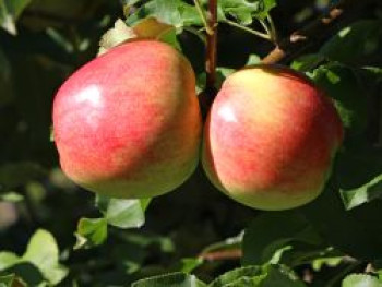 Herbstapfel &#8218;Jakob Fischer&#8216;, Stamm 40-60 cm, 120-140 cm, Malus &#8218;Jakob Fischer&#8216;, Containerware