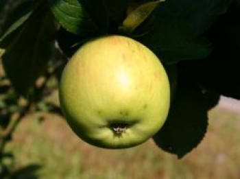 Herbstapfel &#8218;Jakob Lebel&#8216;, Stamm 40-60 cm, 120-160 cm, Malus &#8218;Jakob Lebel&#8216;, Containerware