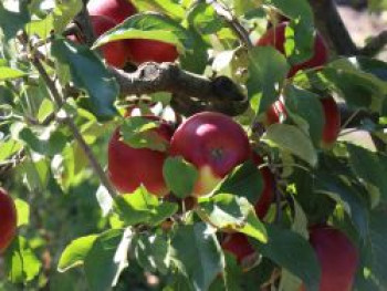 Herbstapfel &#8218;Joachim Gauck&#8216;, Stamm 40-60 cm, 120-160 cm, Malus &#8218;Joachim Gauck&#8216;, Containerware