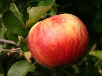 Herbstapfel &#8218;Juwel aus Kirchwerder&#8216;, Stamm 40-60 cm, 120-160 cm, Malus &#8218;Juwel aus Kirchwerder&#8216;, Containerware