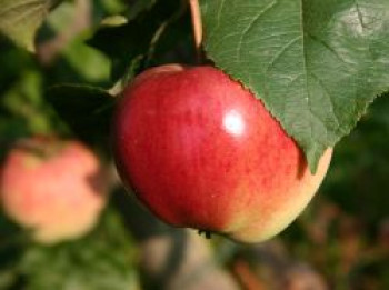 Herbstapfel &#8218;Kaiser Alexander&#8216;, Stamm 40-60 cm, 120-160 cm, Malus &#8218;Kaiser Alexander&#8216;, Containerware