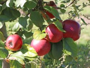 Herbstapfel 'Kardinal Bea', Stamm 40-60 cm, 120-160 cm, Malus 'Kardinal Bea', Containerware