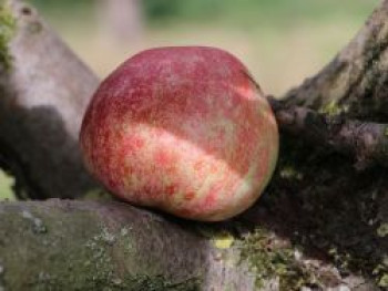 Herbstapfel &#8218;Karneval&#8216; (S), Stamm 40-60 cm, 120-160 cm, Malus &#8218;Karneval&#8216; (S), Containerware