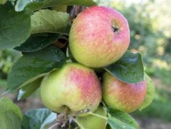 Herbstapfel &#8218;Königinapfel&#8216;, &#8218;The Queen&#8216;, Stamm 40-60 cm, 120-160 cm, Malus &#8218;Königinapfel&#8216;, &#8218;The Queen&#8216;, Wurzelware