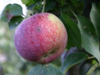 Herbstapfel &#8218;Lobo&#8216;, Stamm 40-60 cm, 120-160 cm, Malus &#8218;Lobo&#8216;, Wurzelware