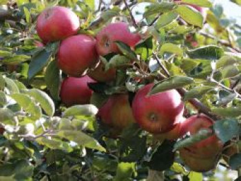 Herbstapfel &#8218;McIntosh&#8216;, Stamm 40-60 cm, 140-160 cm, Malus domestica &#8218;McIntosh&#8216;, Containerware