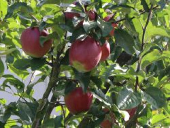 Herbstapfel &#8218;Mc.Intosh Rogers&#8216;, Stamm 40-60 cm, 120-160 cm, Malus &#8218;Mc.Intosh Rogers&#8216;, Containerware