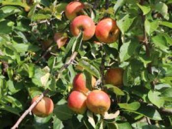 Herbstapfel 'Merkur' ®, Stamm 40-60 cm, 120-160 cm, Malus 'Merkur' ®, Containerware