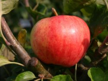 Herbstapfel &#8218;Moringer Rosenapfel&#8216;, Stamm 40-60 cm, 120-160 cm, Malus &#8218;Moringer Rosenapfel&#8216;, Wurzelware