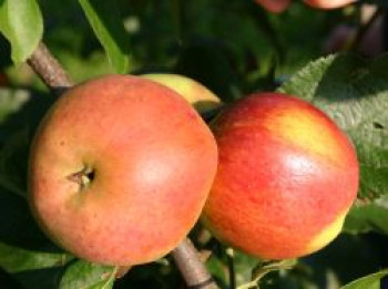 Herbstapfel &#8218;Mutterapfel&#8216;, Stamm 40-60 cm, 120-160 cm, Malus &#8218;Mutterapfel&#8216;, Wurzelware