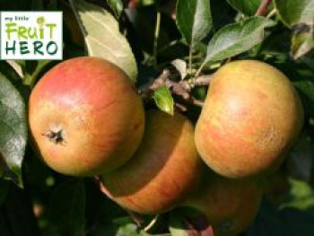 Herbstapfel my little Fruit Hero ® &#8218;Cox Orange&#8216;, Stamm 40-60 cm, 120-160 cm, Malus my little Fruit Hero ® &#8218;Cox Orange&#8216;, Stämmchen