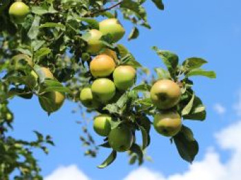 Herbstapfel &#8218;Pannemanns Tafelapfel&#8216;, Stamm 40-60 cm, 120-160 cm, Malus &#8218;Pannemanns Tafelapfel&#8216;, Containerware