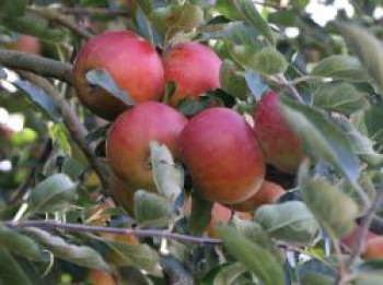 Herbstapfel 'Pia', Stamm 40-60 cm, 120-140 cm, Malus 'Pia', Wurzelware