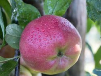 Herbstapfel 'Prima', Stamm 40-60 cm, 120-160 cm, Malus 'Prima', Containerware