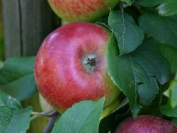 Herbstapfel &#8218;Prinz Albrecht von Preußen&#8216;, Stamm 40-60 cm, 120-160 cm, Malus &#8218;Prinz Albrecht von Preußen&#8216;, Containerware