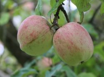 Herbstapfel &#8218;Prinzenapfel&#8216; / &#8218;Melonenapfel&#8216; / &#8218;Haferapfel&#8216;, Stamm 40-60 cm, 120-160 cm, Malus &#8218;Prinzenapfel&#8216; / &#8218;Melonenapfel&#8216; / &#8218;Haferapfel&#8216;, Containerware