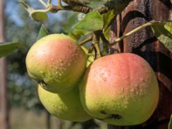 Herbstapfel &#8218;Prinzessin Luise&#8216;, Stamm 40-60 cm, 120-160 cm, Malus &#8218;Prinzessin Luise&#8216;, Wurzelware