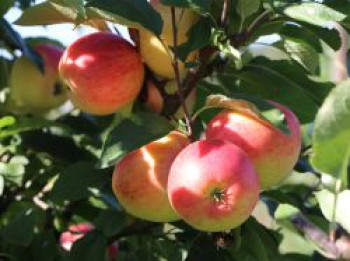 Herbstapfel 'Rebella' ®, Stamm 40-60 cm, 120-140 cm, Malus 'Rebella' ®, Wurzelware