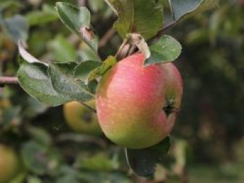 Herbstapfel 'Recolor' ®, Stamm 40-60 cm, 120-160 cm, Malus domestica 'Recolor' ®, Containerware