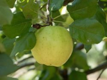 Herbstapfel &#8218;Relinda&#8216;, Stamm 40-60 cm, 120-160 cm, Malus &#8218;Relinda&#8216;, Containerware