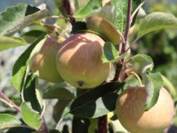 Herbstapfel &#8218;Resi&#8216;, Stamm 40-60 cm, 120-160 cm, Malus &#8218;Resi&#8216;, Containerware