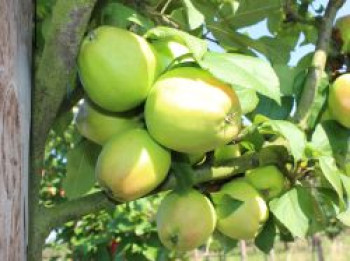 Herbstapfel &#8218;Rheinische Schafsnase&#8216;, &#8218;Apfelmuser&#8216;, Stamm 40-60 cm, 120-140 cm, Malus &#8218;Rheinische Schafsnase&#8216;, &#8218;Apfelmuser&#8216;, Containerware