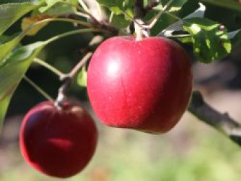 Herbstapfel 'Rote Wolke', Stamm 40-60 cm, 120-160 cm, Malus 'Rote Wolke', Containerware