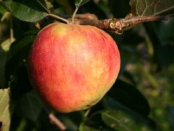 Herbstapfel &#8218;Roter Gravensteiner&#8216;, &#8218;Rosenapfel&#8216;, Stamm 40-60 cm, 120-160 cm, Malus &#8218;Roter Gravensteiner&#8216;, &#8218;Rosenapfel&#8216;, Containerware