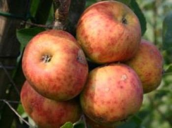 Herbstapfel &#8218;Rubinette&#8216; ®, &#8218;Rafzubin&#8216;, Stamm 40-60 cm, 120-160 cm, Malus &#8218;Rubinette&#8216; ®, &#8218;Rafzubin&#8216;, Containerware