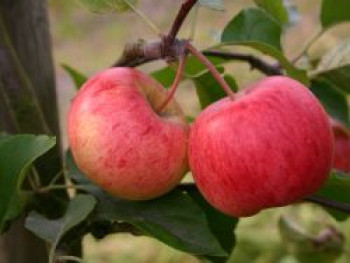 Herbstapfel &#8218;Rubinola&#8216;, Stamm 40-60 cm, 120-160 cm, Malus &#8218;Rubinola&#8216;, Containerware