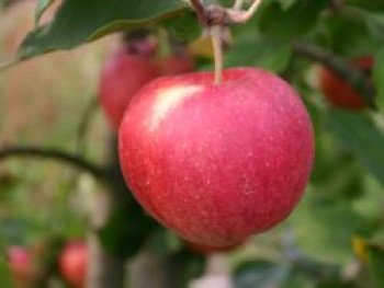 Herbstapfel &#8218;Santana&#8216;, Stamm 40-60 cm, 120-160 cm, Malus &#8218;Santana&#8216;, Containerware