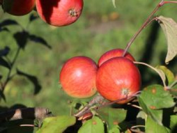 Herbstapfel &#8218;Schöner von Herrnhut&#8216;, Stamm 40-60 cm, 120-160 cm, Malus &#8218;Schöner von Herrnhut&#8216;, Containerware