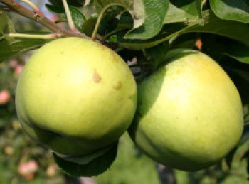 Herbstapfel &#8218;Seestermüher Zitronenapfel&#8216;, Stamm 40-60 cm, 120-160 cm, Malus &#8218;Seestermüher Zitronenapfel&#8216;, Containerware