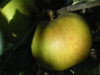 Herbstapfel &#8218;Signe Tillisch&#8216;, Stamm 40-60 cm, 120-160 cm, Malus &#8218;Signe Tillisch&#8216;, Containerware