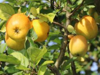 Herbstapfel 'Sirius' (S), Stamm 40-60 cm, 120-160 cm, Malus 'Sirius' (S), Containerware