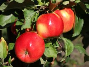 Herbstapfel 'Teser', Stamm 40-60 cm, 120-160 cm, Malus 'Teser', Containerware