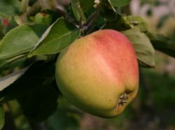 Herbstapfel &#8218;Tulpenapfel&#8216;, &#8218;Freiherr von Trauttenberg&#8216;, Stamm 40-60 cm, 120-160 cm, Malus &#8218;Tulpenapfel&#8216;, &#8218;Freiherr von Trauttenberg&#8216;, Wurzelware