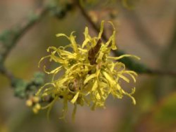 Herbstblühende Virginische-Zaubernuss, 40-60 cm, Hamamelis virginiana, Containerware