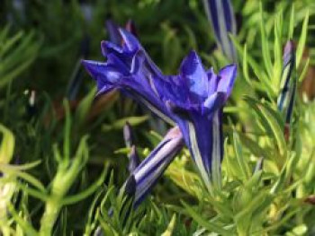 Herbstenzian, Gentiana sino-ornata, Topfware