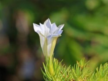 Herbstenzian &#8218;White Mountain&#8216;, Gentiana sino-ornata &#8218;White Mountain&#8216;, Topfware