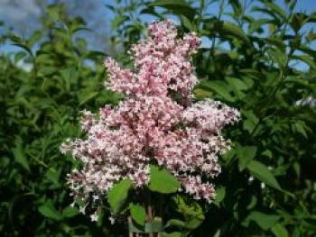 Kleinblättriger Herbstflieder 'Superba', 100-125 cm, Syringa microphylla 'Superba', Containerware