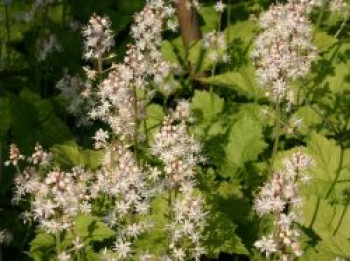 Herzblättrige Schaumblüte, Tiarella cordifolia, Topfware