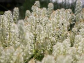 Herzblättrige Schaumblüte &#8218;Moorgrün&#8216;, Tiarella cordifolia &#8218;Moorgrün&#8216;, Topfware