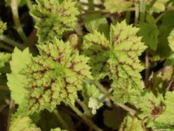 Herzblättrige Schaumblüte 'Oakleaf', Tiarella cordifolia 'Oakleaf', Topfware