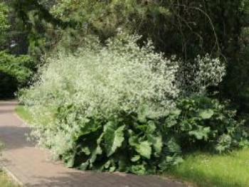 Herzblättriger Blütenkohl, Crambe cordifolia, Topfware