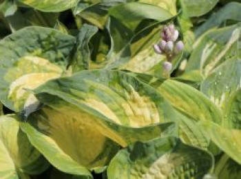 Herzblattlilie &#8218;Great Expectations&#8216;, Hosta sieboldiana &#8218;Great Expectations&#8216;, Topfware