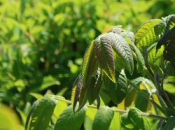 Herznuss 'Kalmar', 40-60 cm, Juglans ailantifolia var. cordiformis 'Kalmar', Containerware