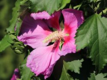 Hibiskus &#8218;Big Hibiskiss&#8216; ®, 40-60 cm, Hibiscus syriacus &#8218;Big Hibiskiss&#8216; ®, Containerware